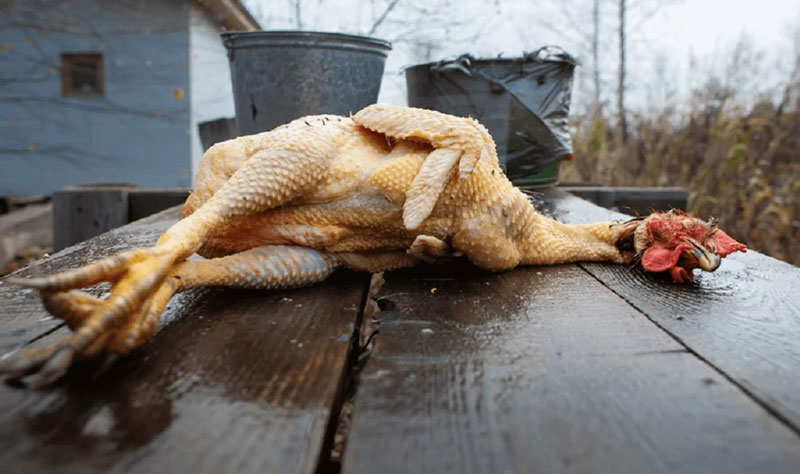 How To Process A Chickenwithout Equipment(图2)