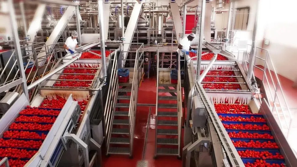 The Making of a Pantry Staple: Demystifying the Tomato Paste Production Process(图2)