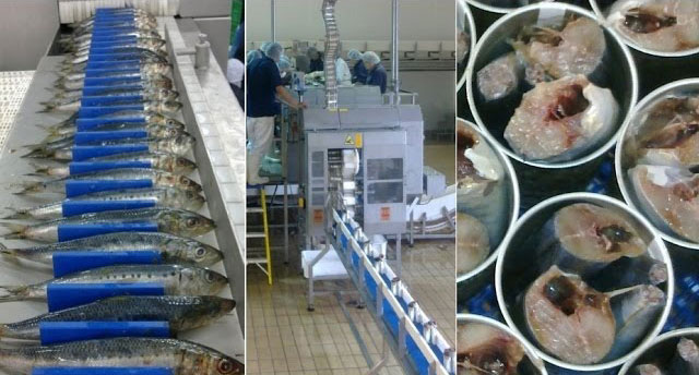 Why Are Sardine Canning Machines Important to the Food Industry?(图2)
