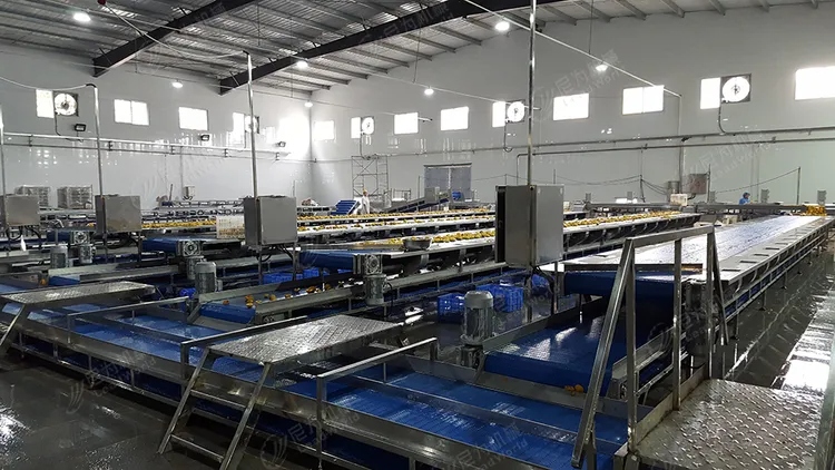 Fully Automatic Canned Fish Production Line Solution